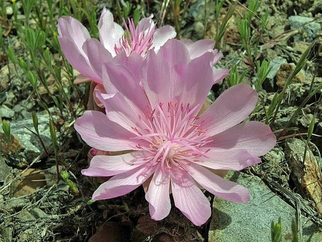 lewisia rediviva flower seeds