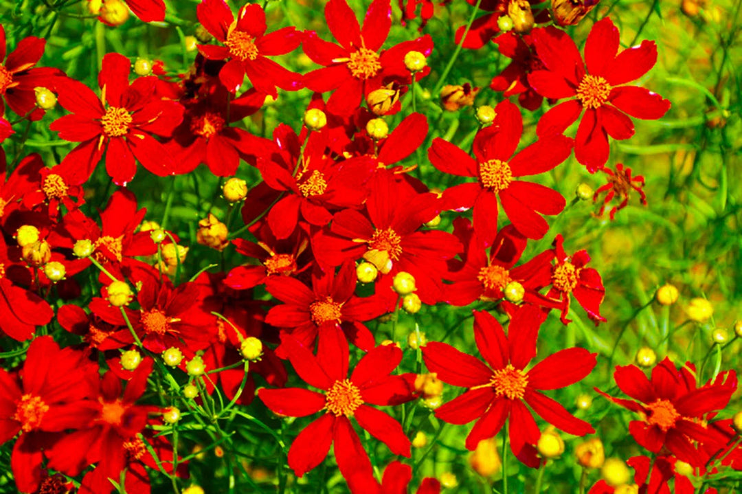 red coreopsis flower seeds