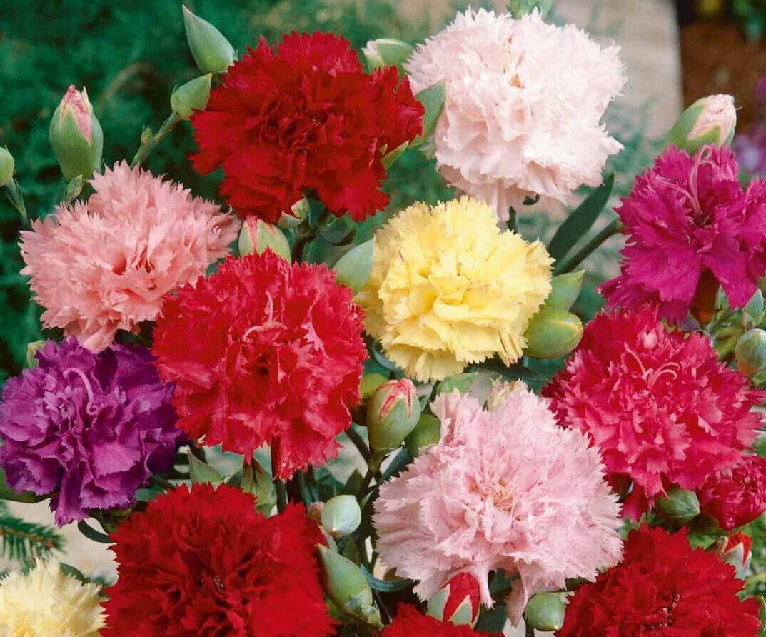 clove carnation flower seeds