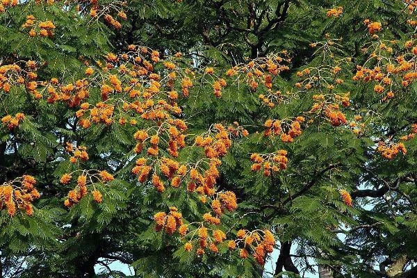colvillea racemosa flower seeds