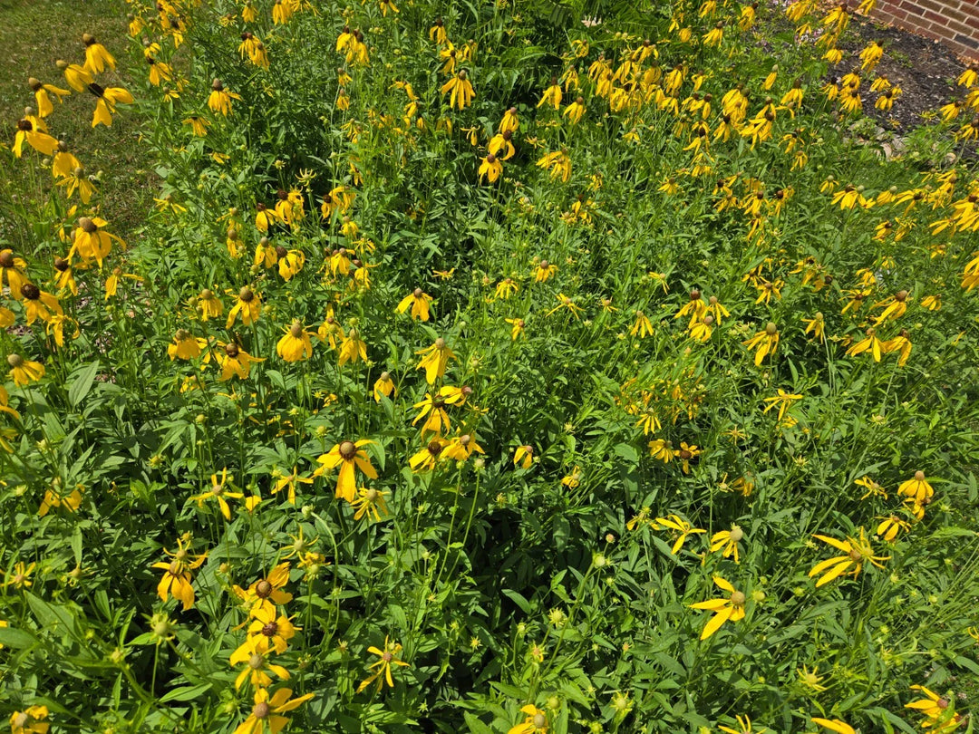gram ratibida flower seeds