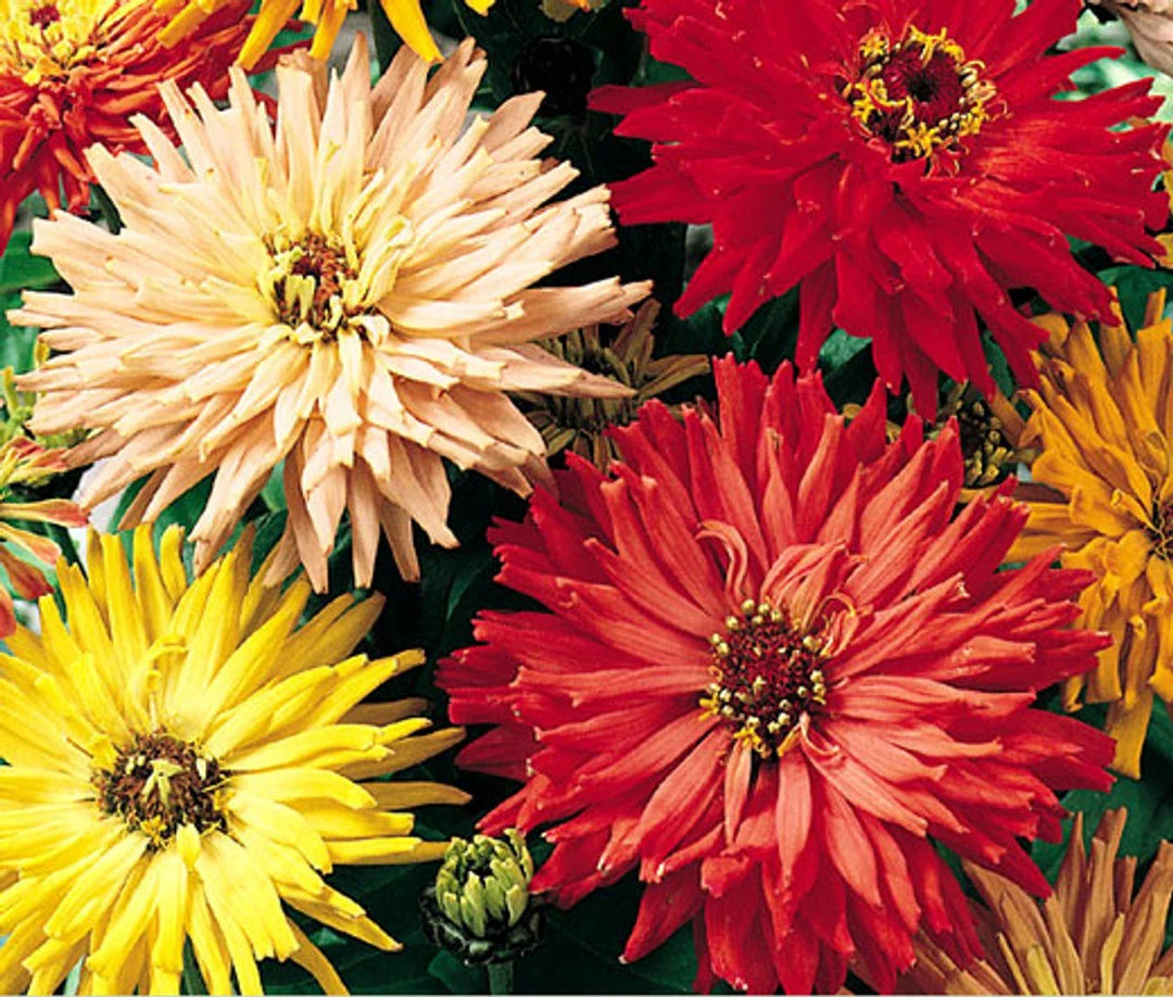 cactus flowered flower seeds