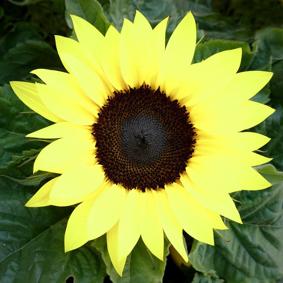 yellow lemon flower seeds