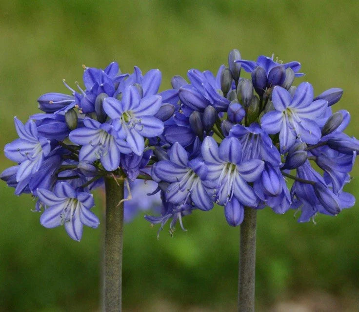 hardy agapanthus flower seeds