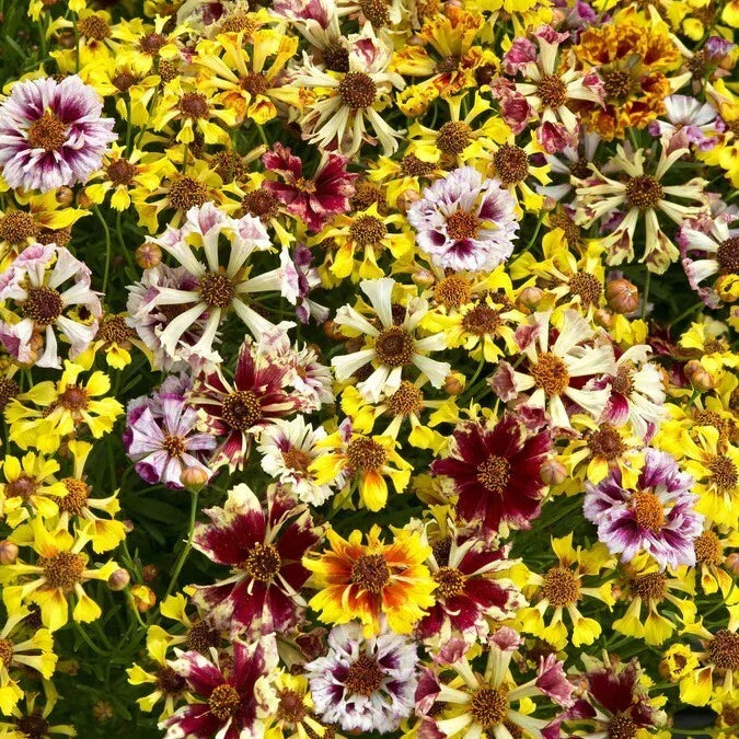 coreopsis incredible flower seeds