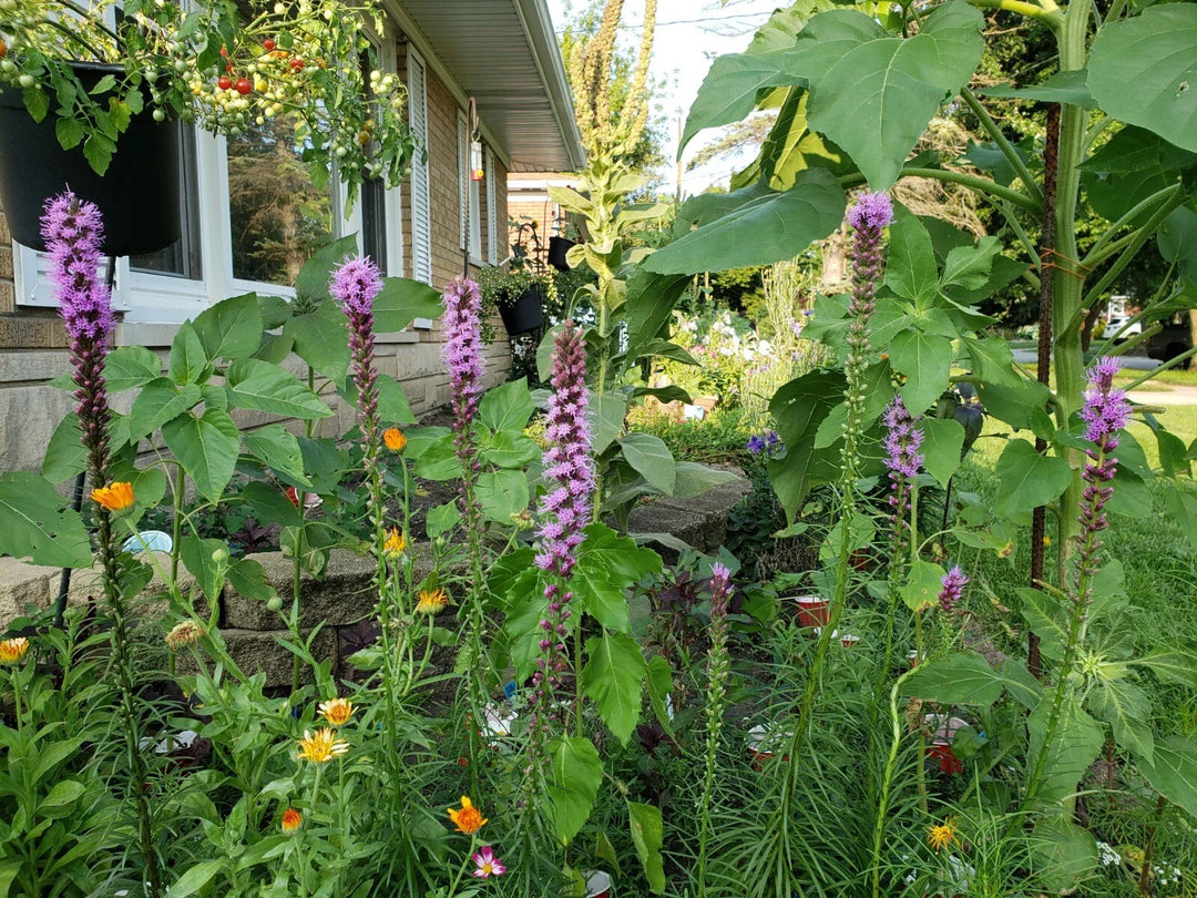 blazing star flower seeds