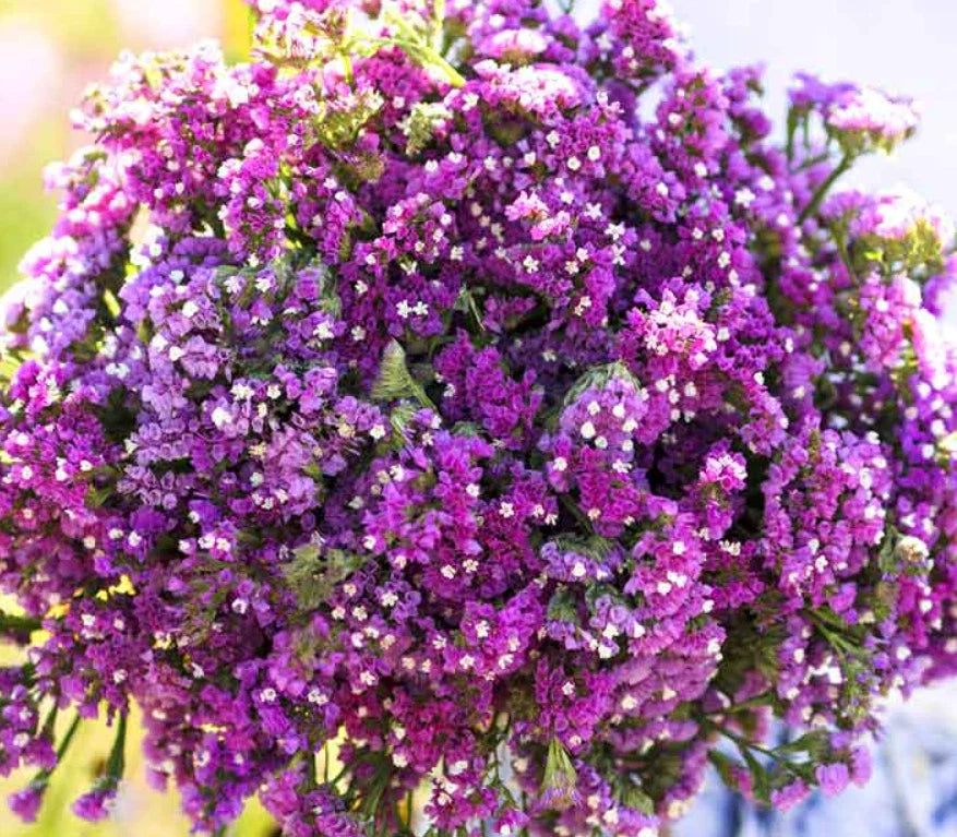 purple statice flower seeds