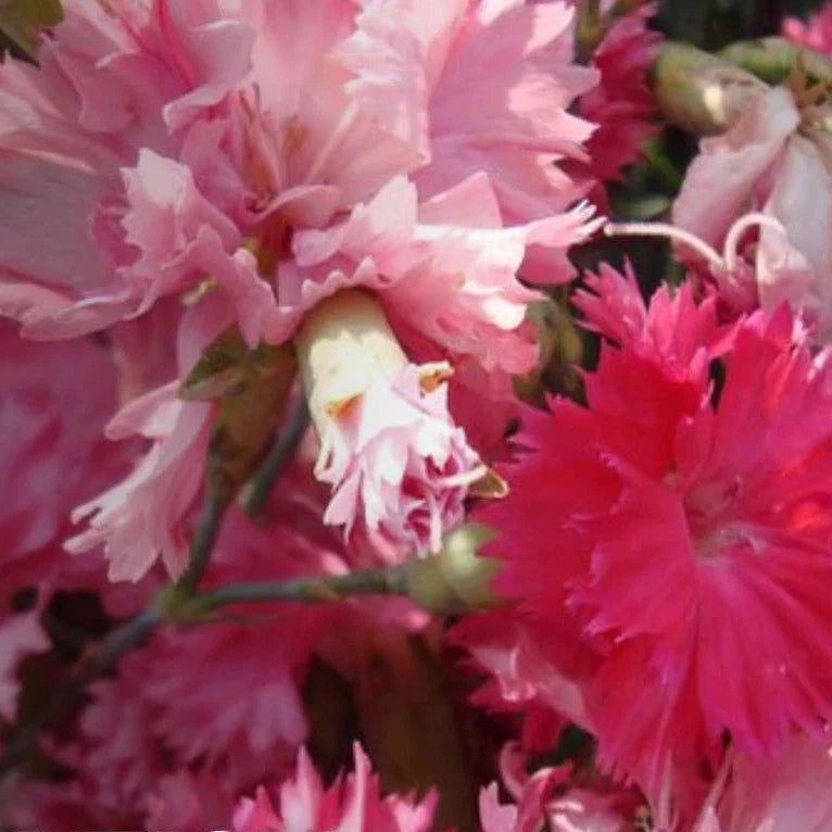 carnation grenadin flower seeds