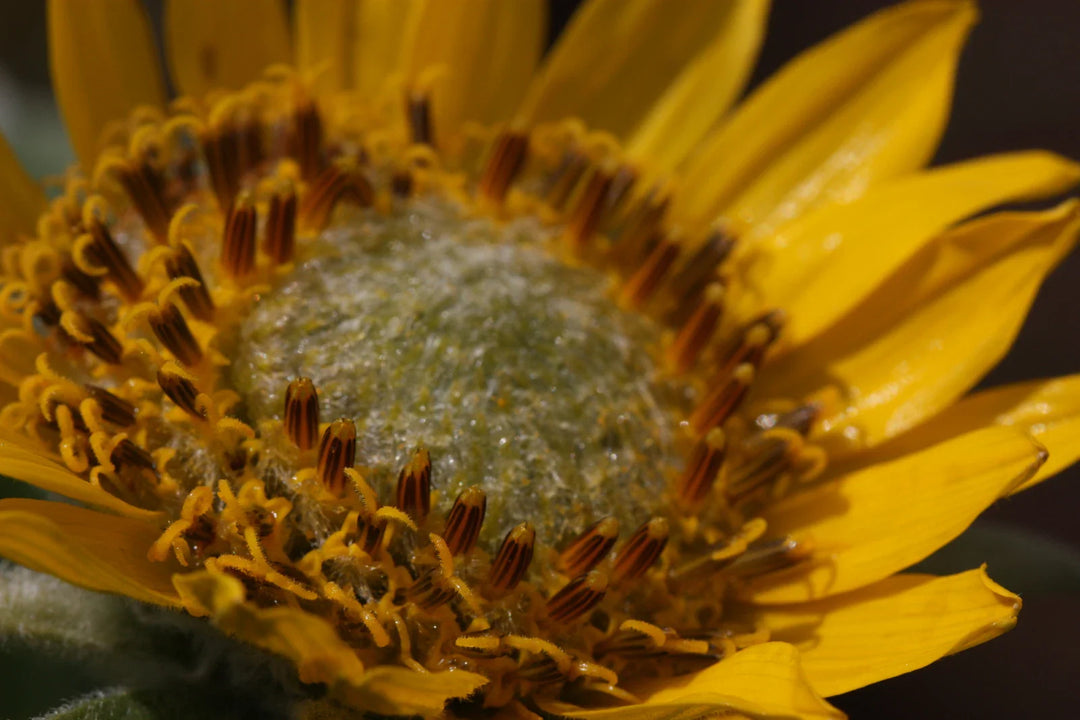 balsamorhiza deltoidea flower seeds