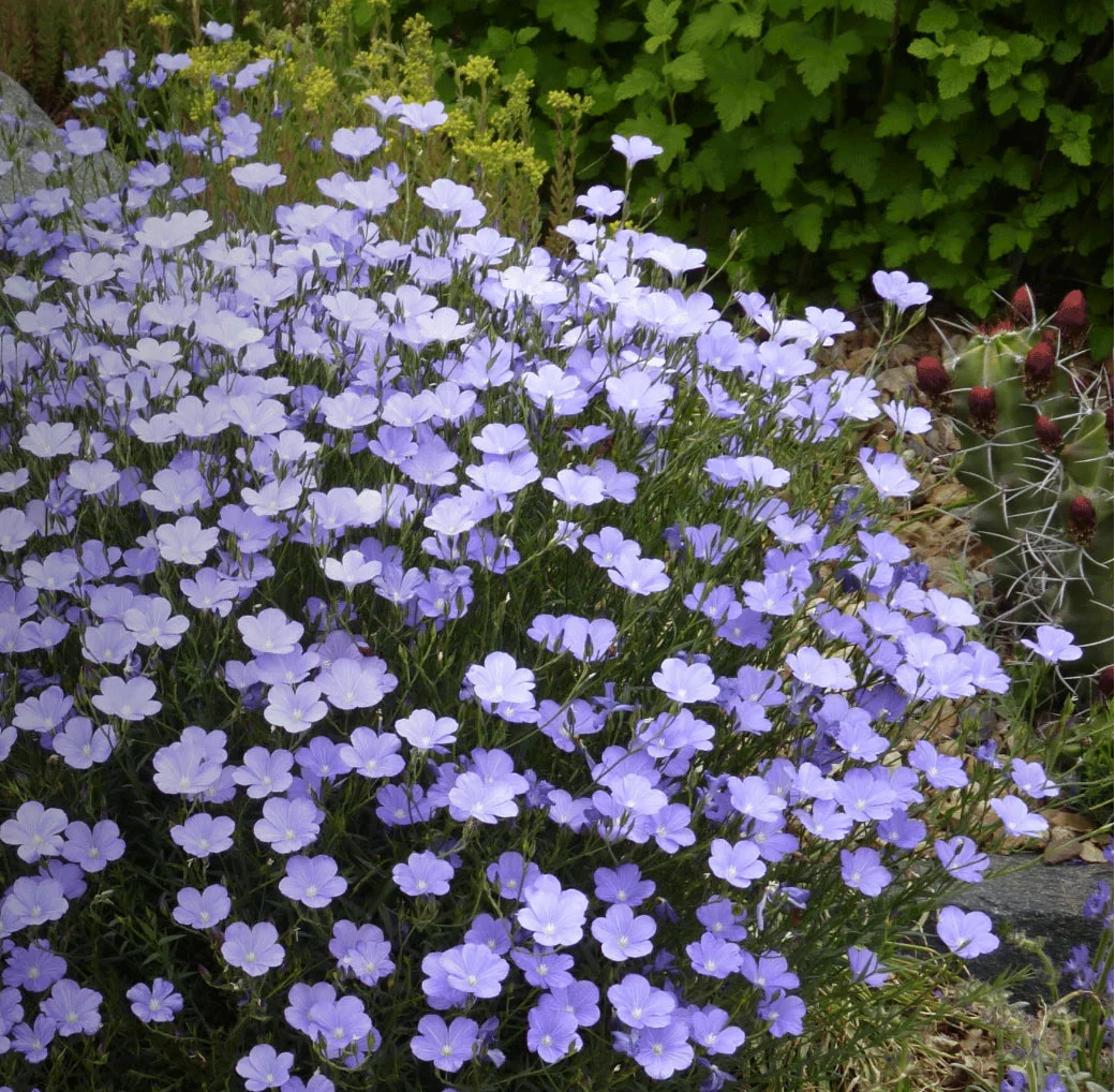 blue flax flower seeds
