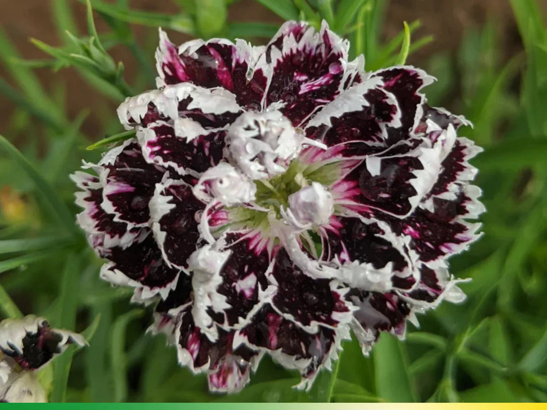pink black flower seeds