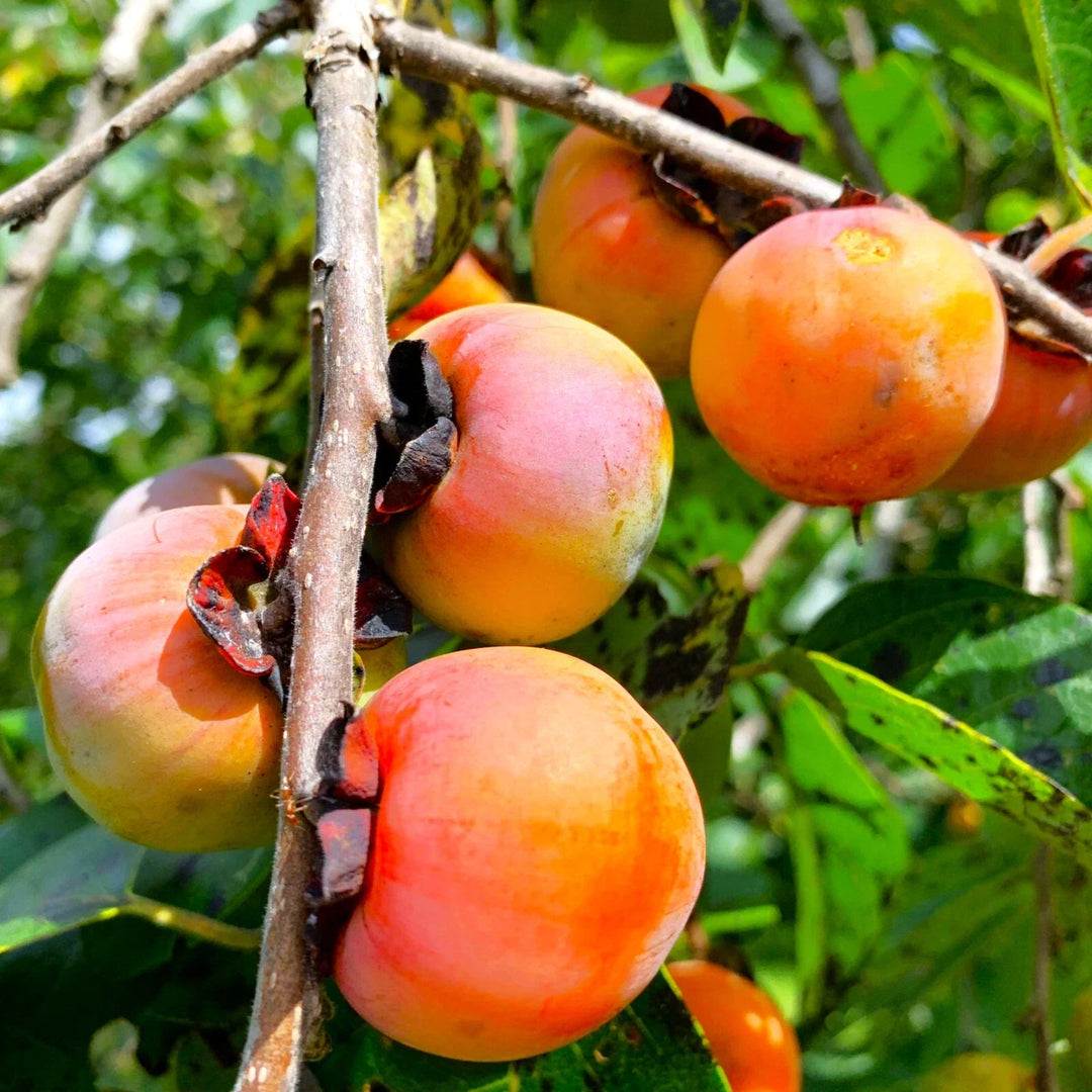 american persimmon flower seeds