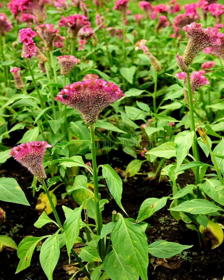 purple celosia flower seeds