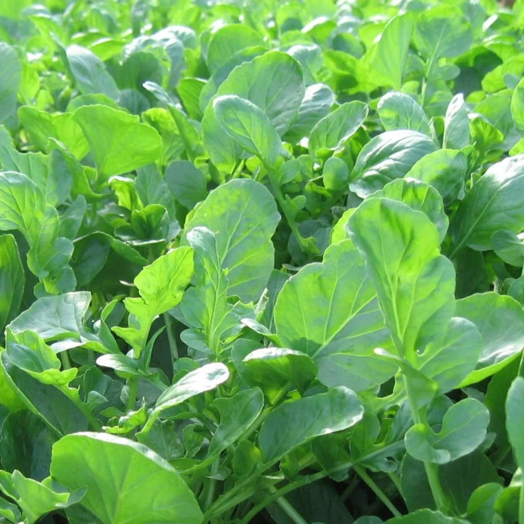 cress upland flower seeds