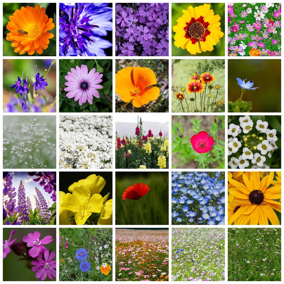 lb wildflower flower seeds