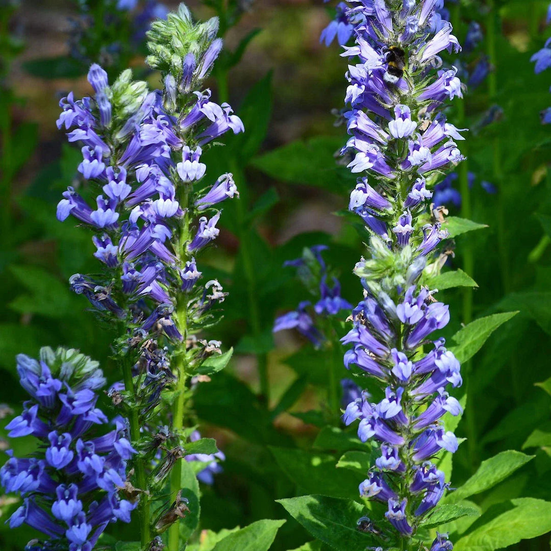 blue great flower seeds