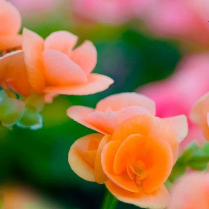 amber allure flower seeds