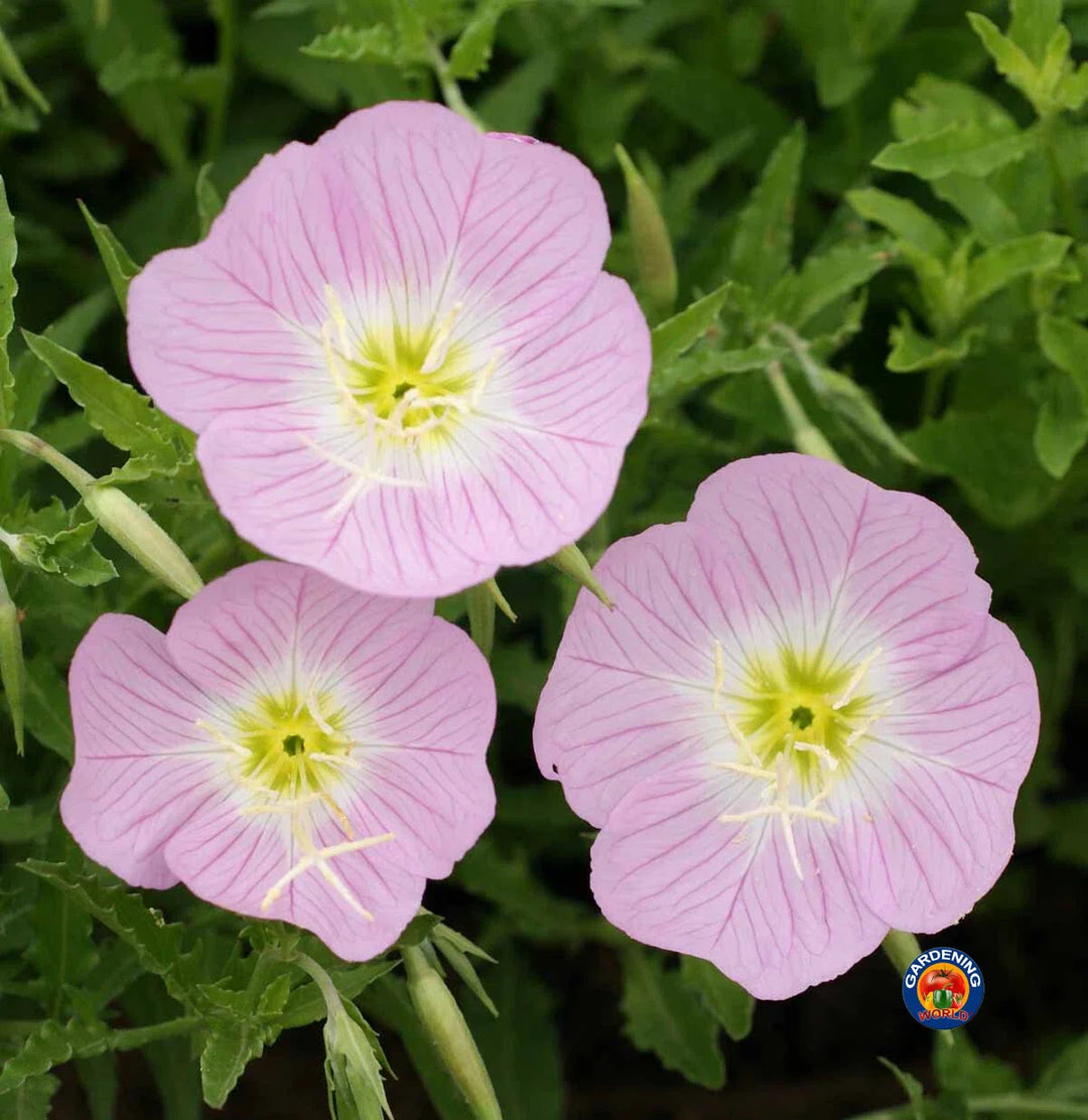 pink evening flower seeds