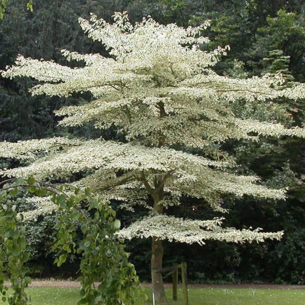 giant dogwood flower seeds