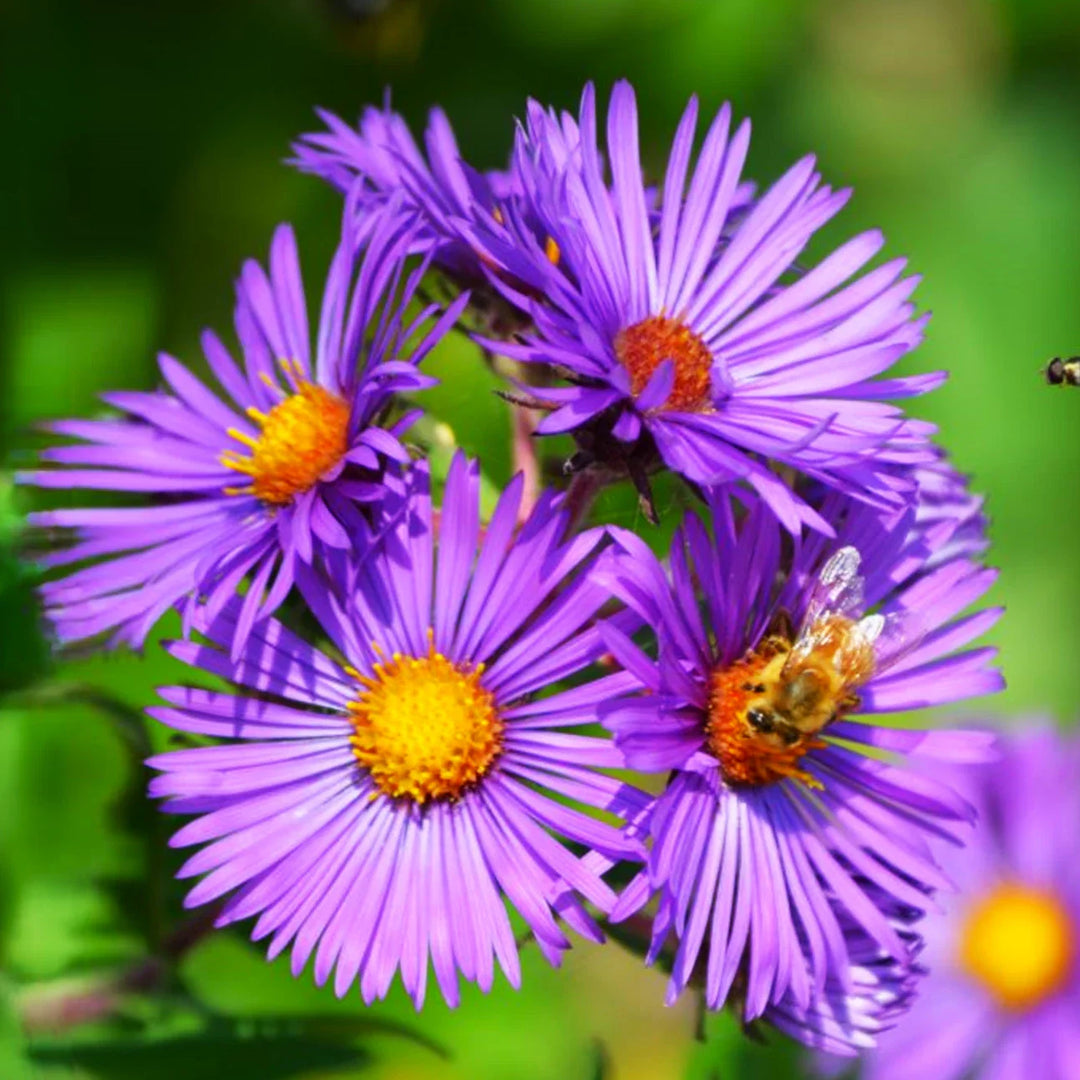 purple tahoka flower seeds