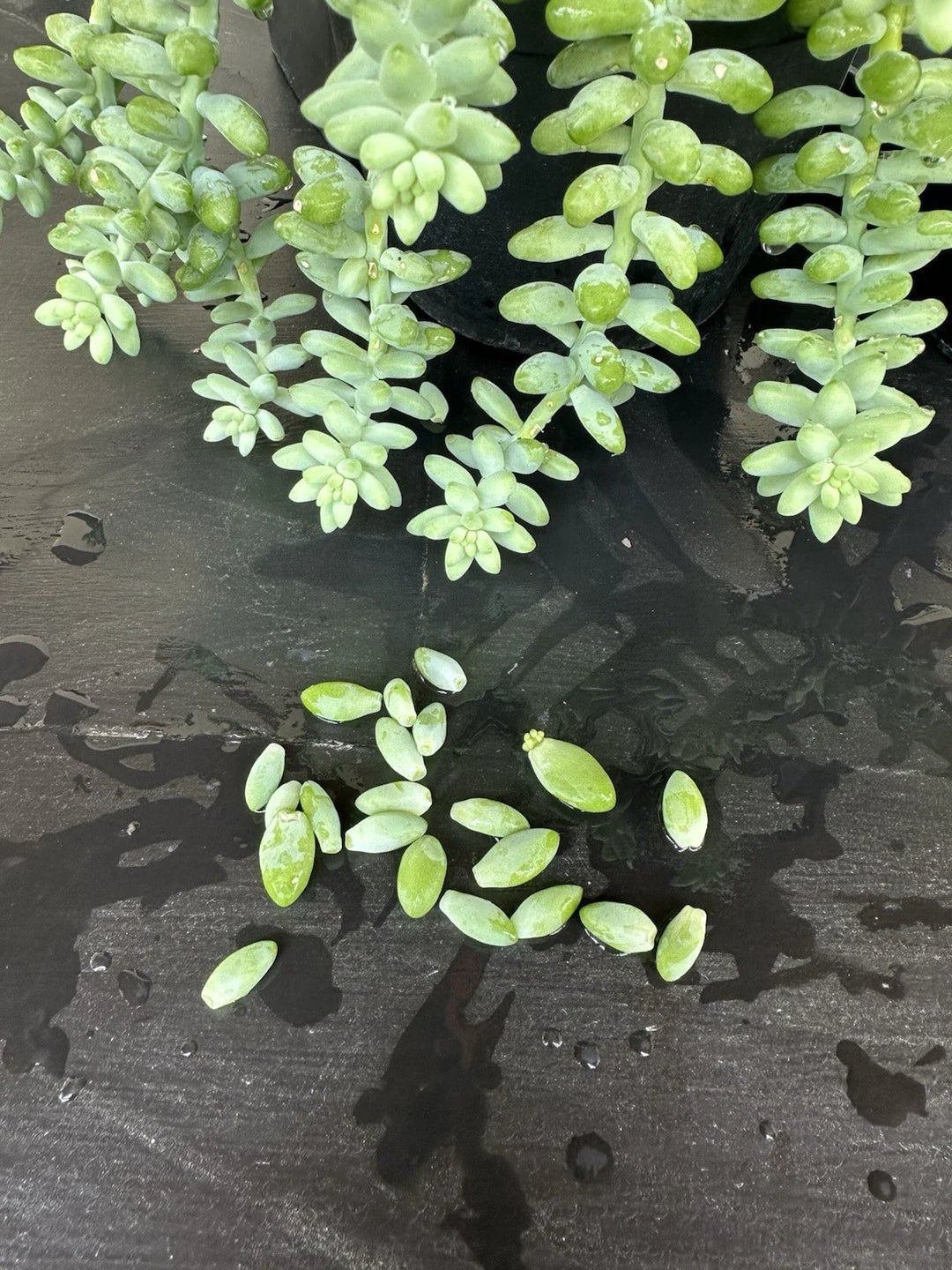 donkey tail flower seeds