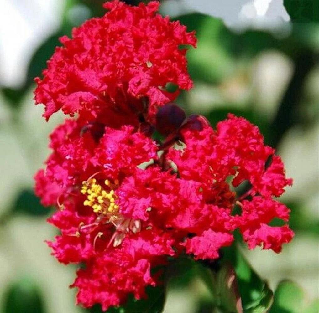 red flower seeds