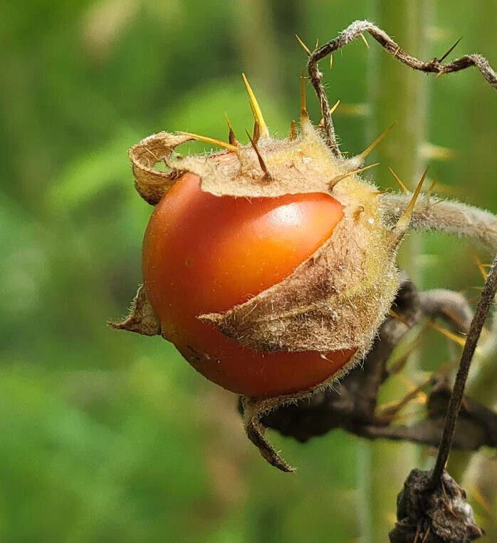 litchi tomato flower seeds