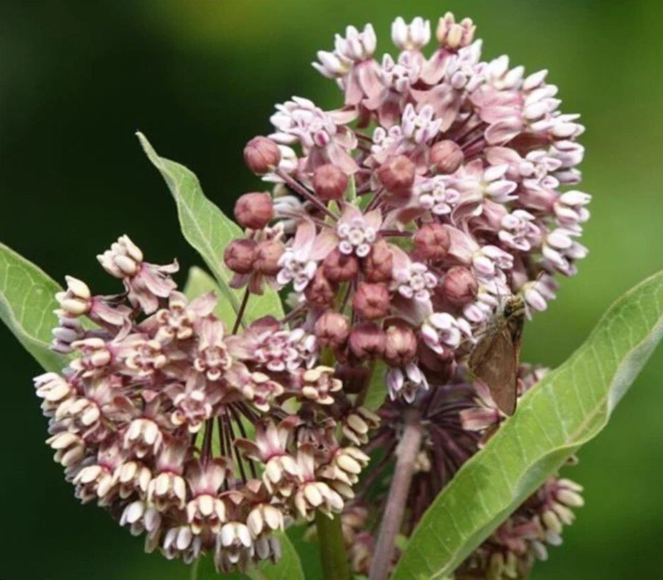 common milkweed flower seeds