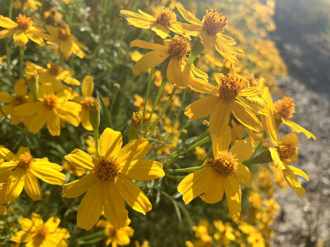 mexican marigold flower seeds