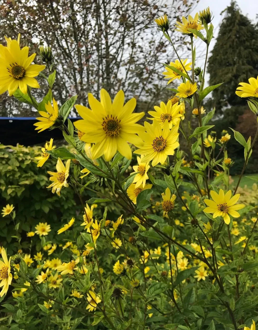 yellow lemon flower seeds