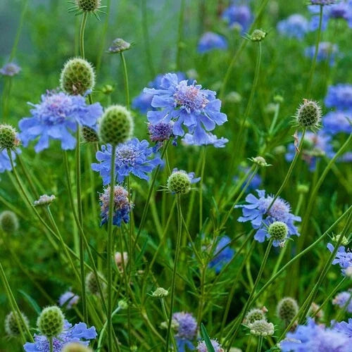 blue scabiosa flower seeds