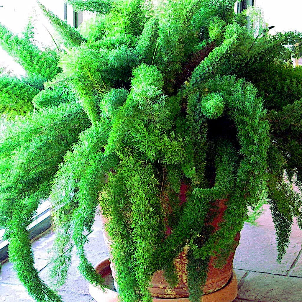 asparagus foxtail flower seeds