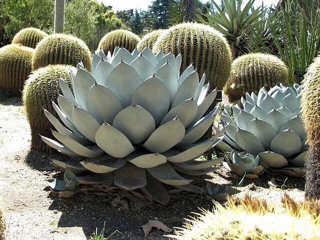 agave parryi flower seeds
