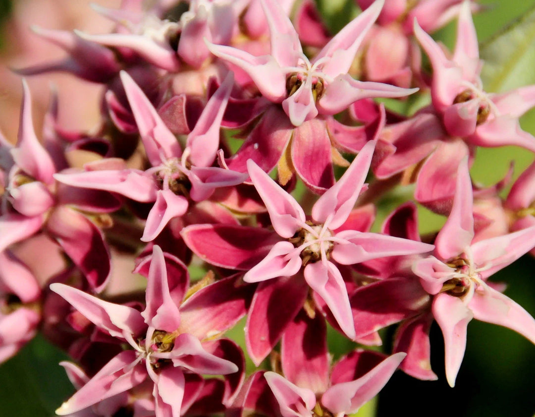 asclepias speciosa flower seeds