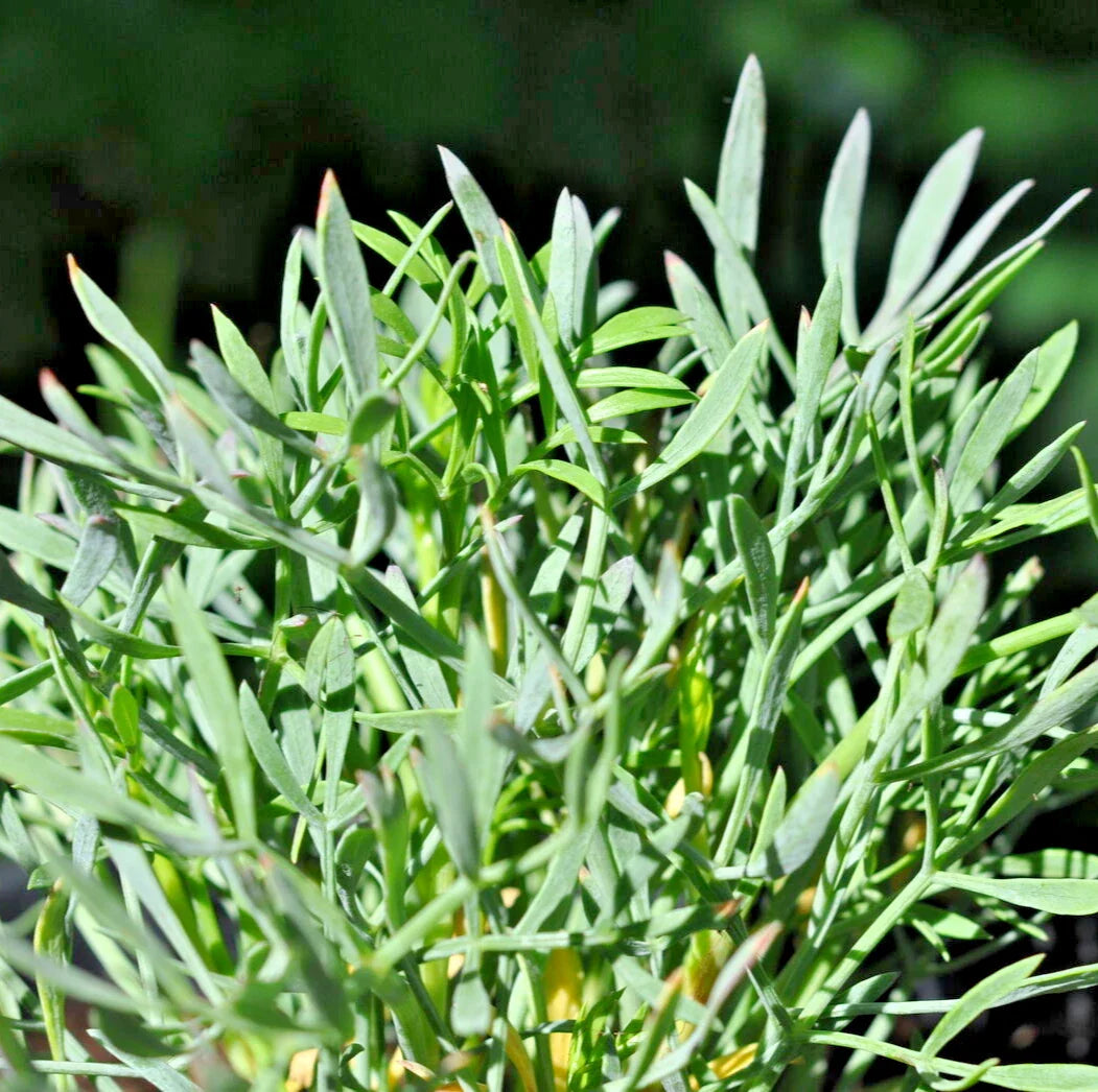 crithmum maritimum flower seeds