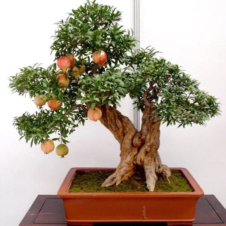 seller bonsai flower seeds