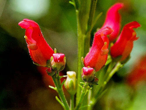scrophularia macrantha flower seeds