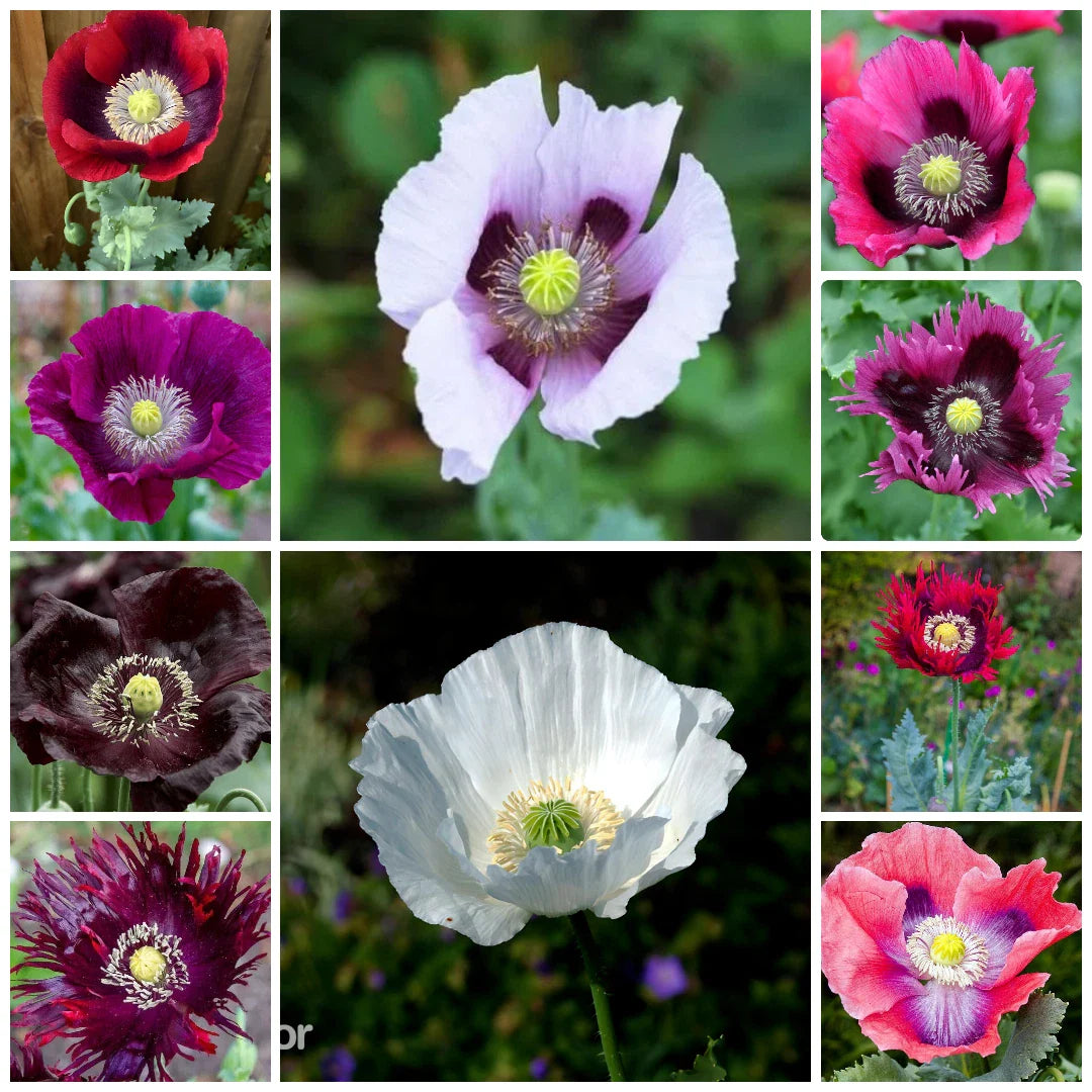 ultimate mixed flower seeds