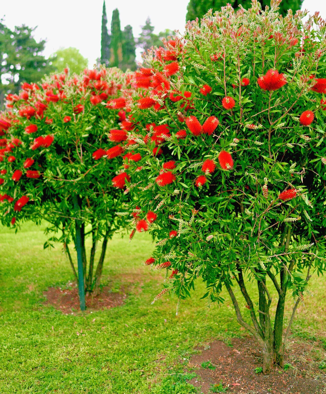red crimson flower seeds