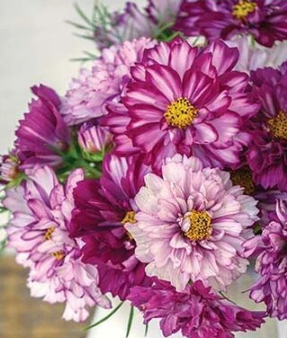 violet cosmos flower seeds
