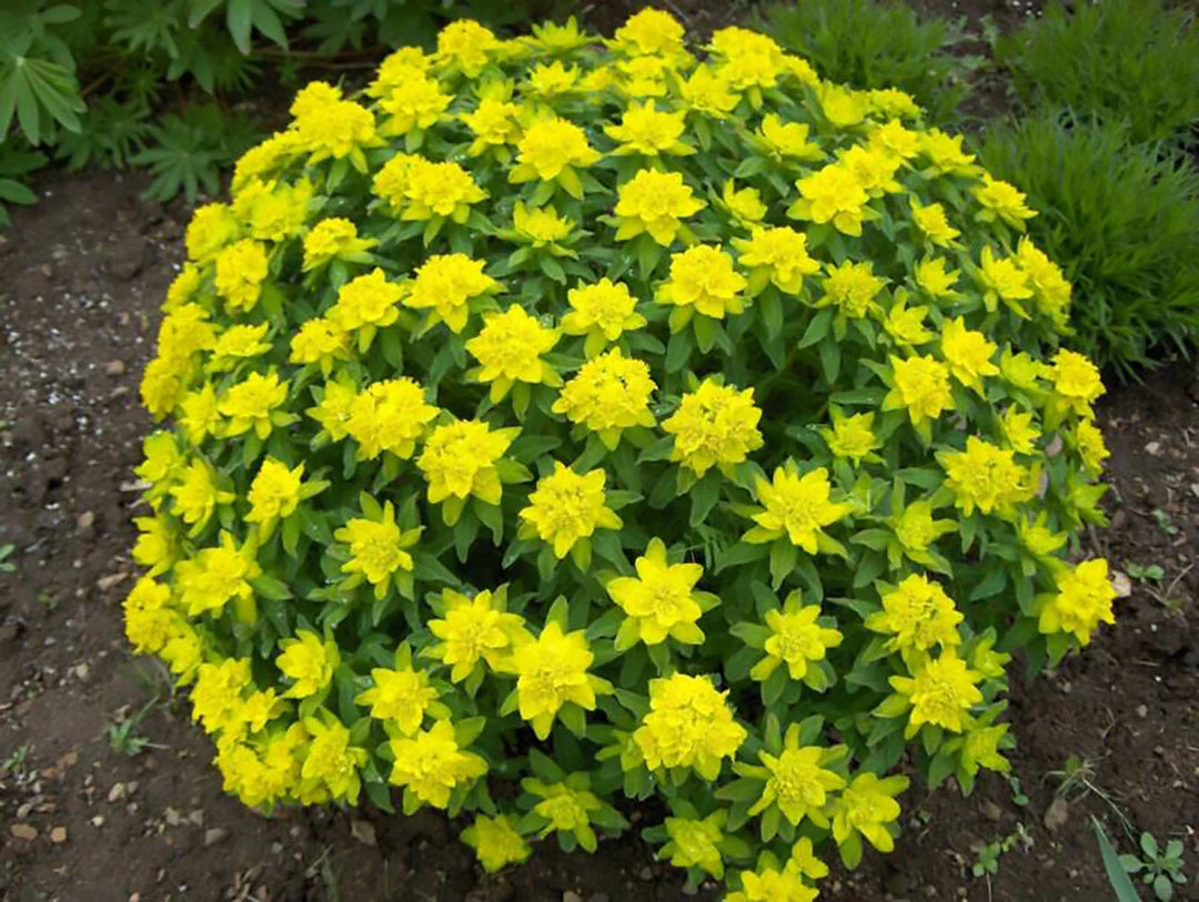 cushion spurge flower seeds