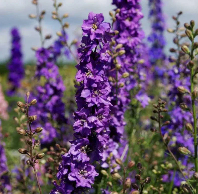 rocket larkspur flower seeds