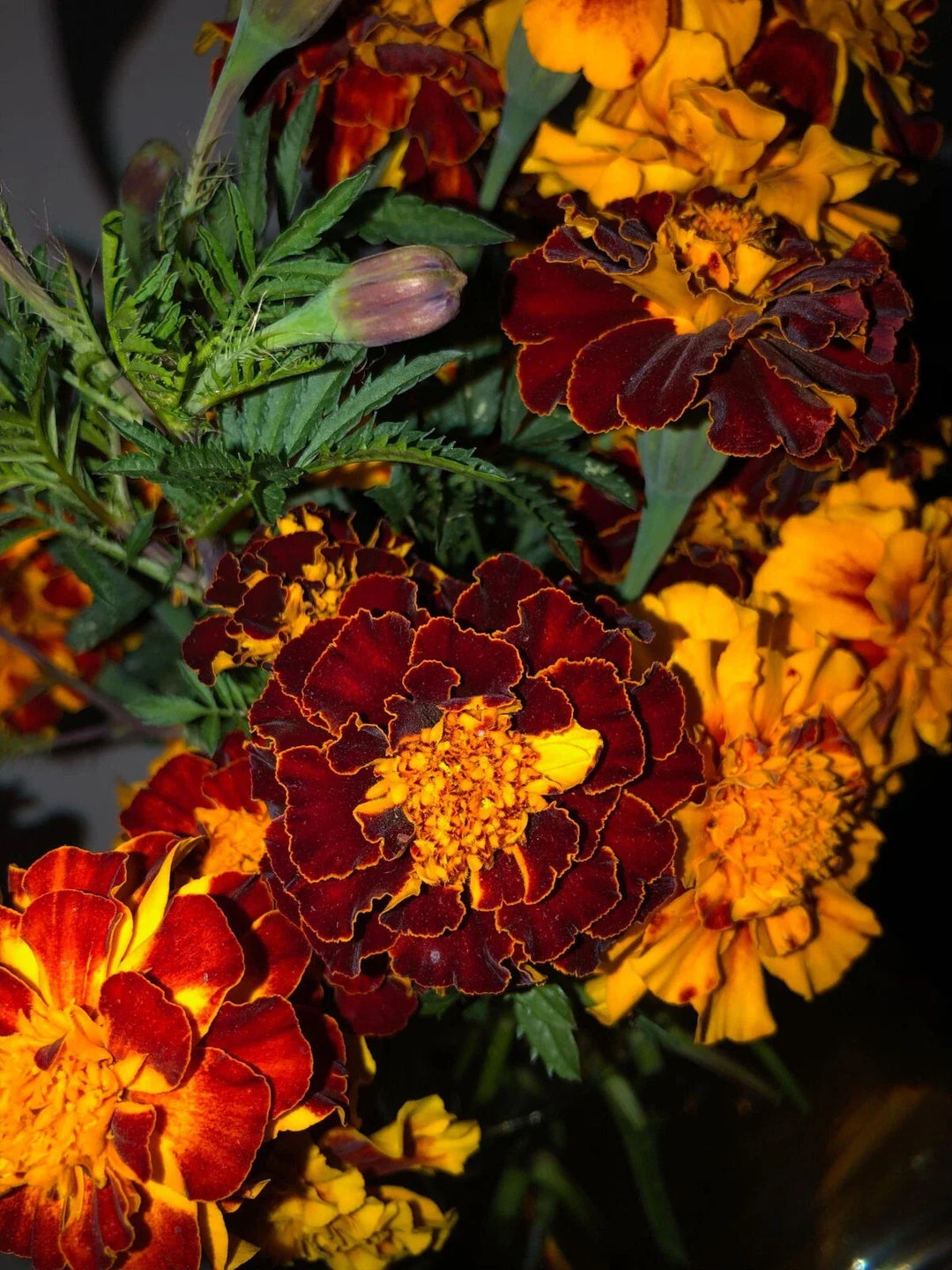 red orange flower seeds