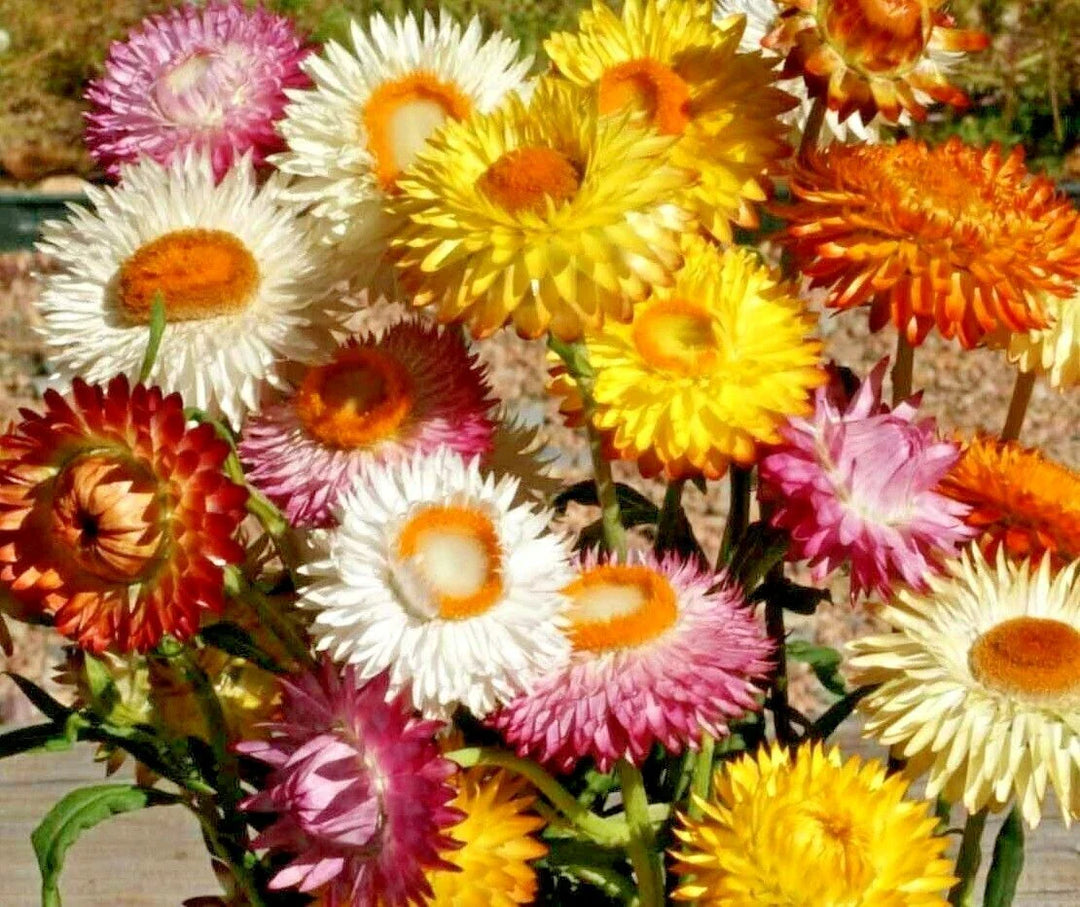 strawflower mix flower seeds