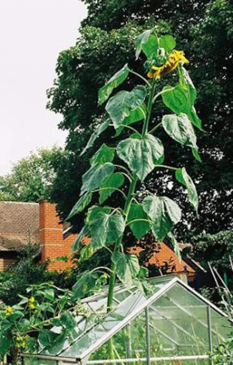 skyscraper sunflower flower seeds