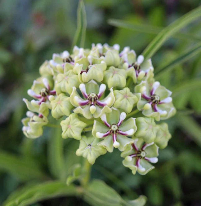 milkweed spider flower seeds