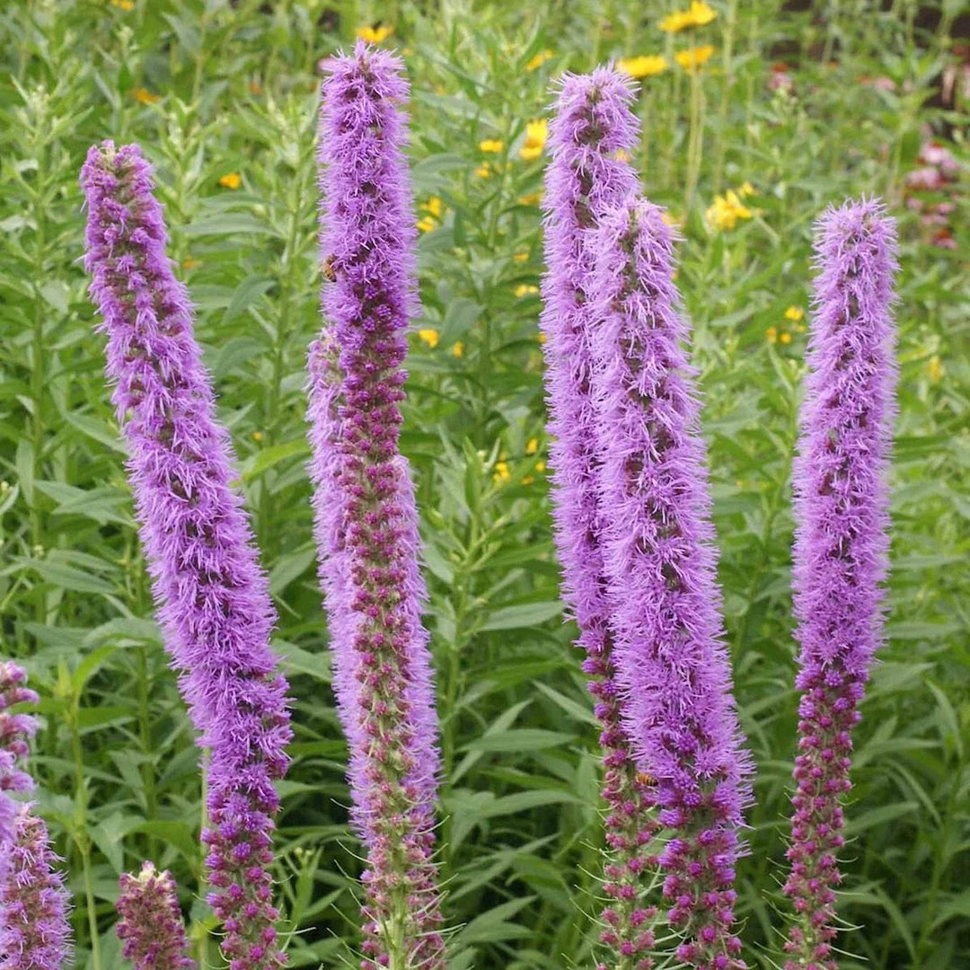 prairie blazing flower seeds
