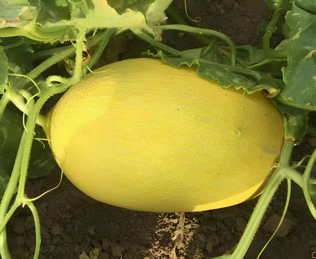 golden f flower seeds