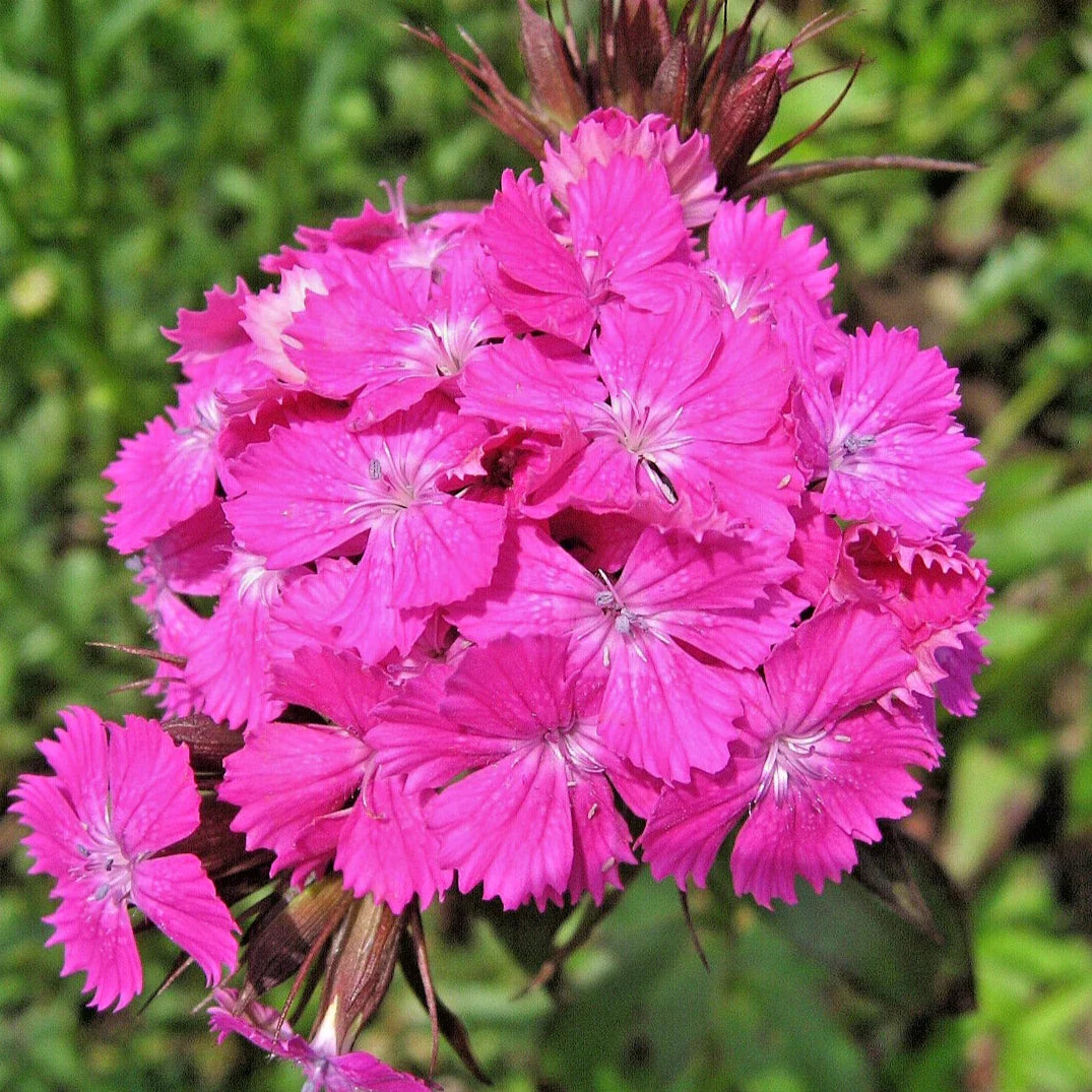 pink dianthus flower seeds