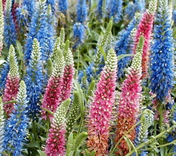veronica longifolia flower seeds